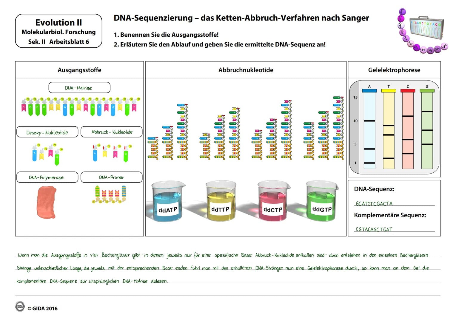 Evolution II
Molekularbiol. Forschung
Sek. II Arbeitsblatt 1
zu 1:
Kaninchen-
Serum
Nachdem dem Kaninchen Blutsevum entnommen
Intensität zu 