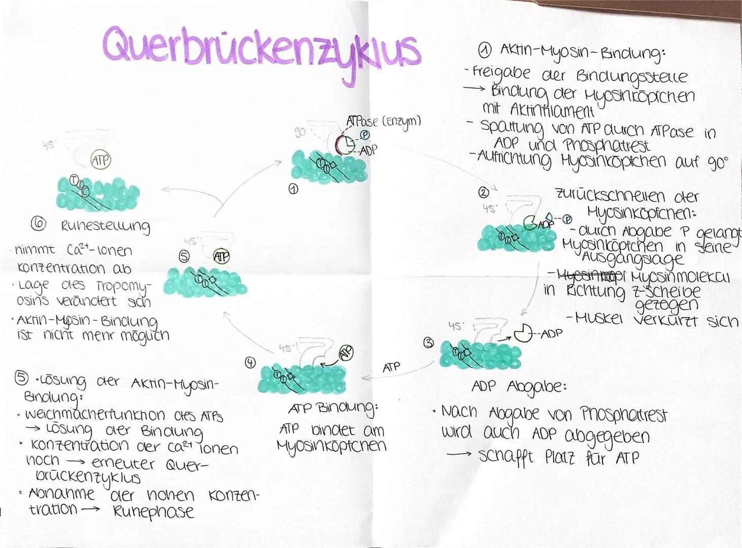 45
Querbrückenzyklus
(ATP
(6) Ruhestellung
nimmt Ca²+-lonen
Konzentration ab
·Lage des Tropomy-
Osins verandert sich
•Aktin-Masin-Bindung
is
