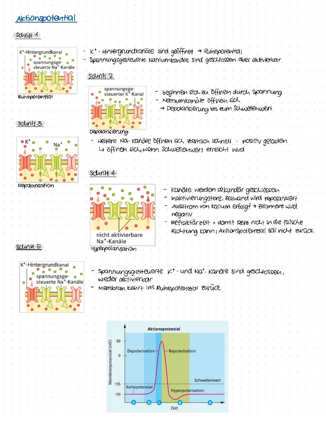 Aktions- und Ruhepotential