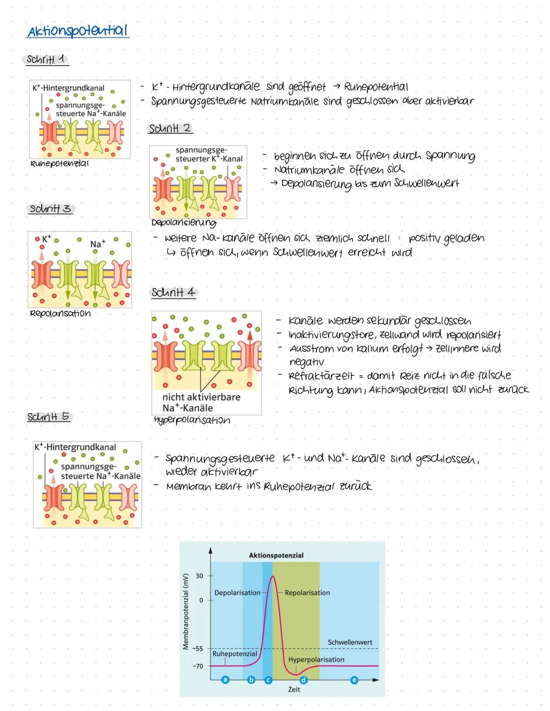 Aktionspotential
Schritt 1
K+-Hintergrundkanal
O
Ruhepotenzial
spannungsge-
steuerte Na*-Kanäle
II-I-I
schritt 3
。
I-I-I-X
Repolansation
Sch