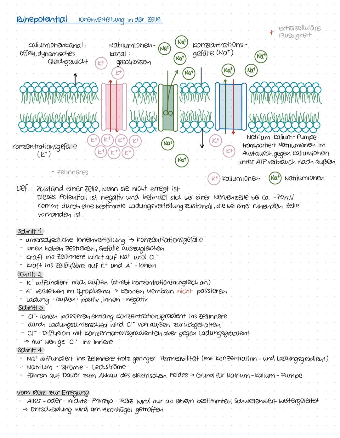 Aktionspotential
Schritt 1
K+-Hintergrundkanal
O
Ruhepotenzial
spannungsge-
steuerte Na*-Kanäle
II-I-I
schritt 3
。
I-I-I-X
Repolansation
Sch