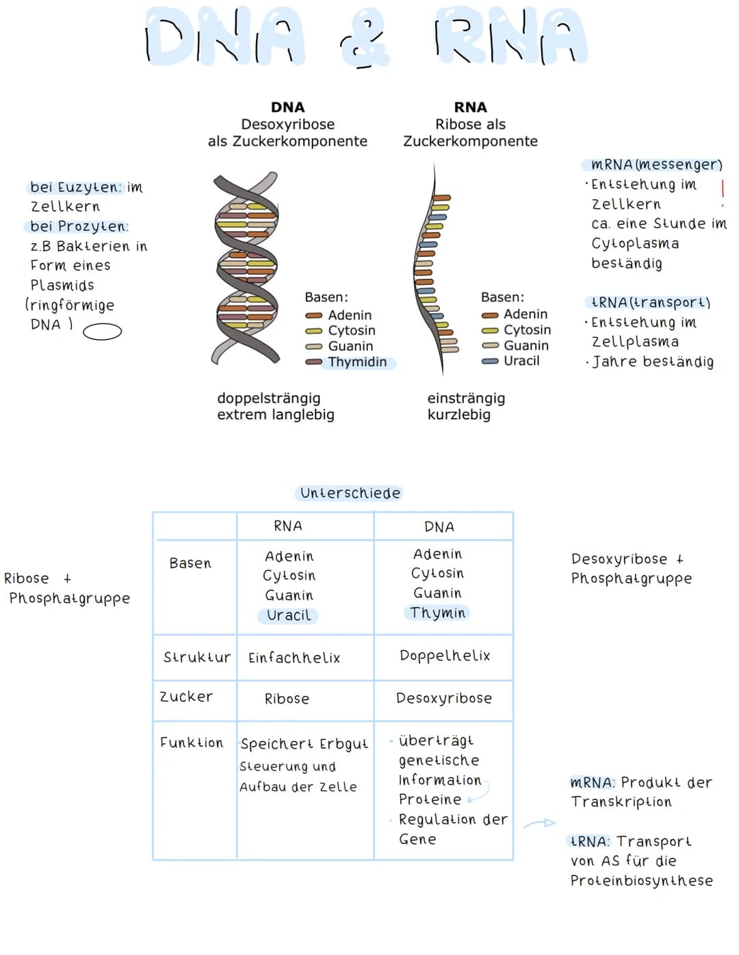bei Euzyten: im
Zellkern
ONA & RNA
RNA
Ribose als
Zuckerkomponente
bei Prozyten:
z.B Bakterien in
Form eines
Plasmids
(ringförmige
DNA )
Rib
