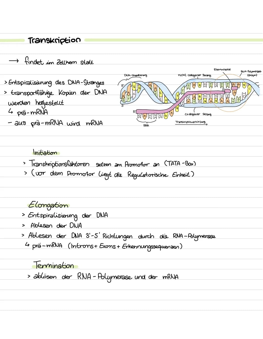 Translation
→ findet im Cytoplasma
Ribosomen statt
mRNA AS-Sequenz
→>>
an den
Protein
Initiation
> Anheften des Ribosoms (80s) an die mRNA
>