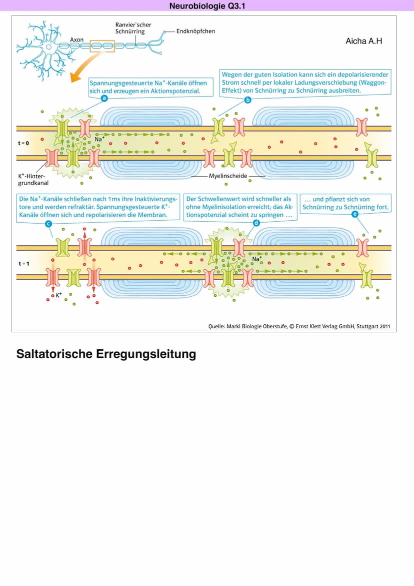 Q3.1 Neurobiologie
Aicha A.H DAS NEURON (NERVENZELLE)
Dentriten
Bau und Funktion der Nervenzelle
Soma
Zellkern
Schwann'sche Zelle
Muskel (-f