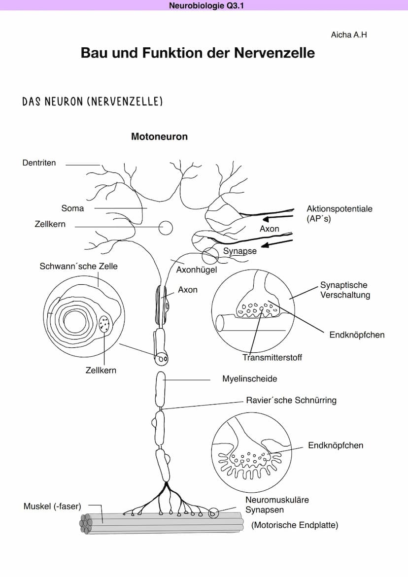Q3.1 Neurobiologie
Aicha A.H DAS NEURON (NERVENZELLE)
Dentriten
Bau und Funktion der Nervenzelle
Soma
Zellkern
Schwann'sche Zelle
Muskel (-f