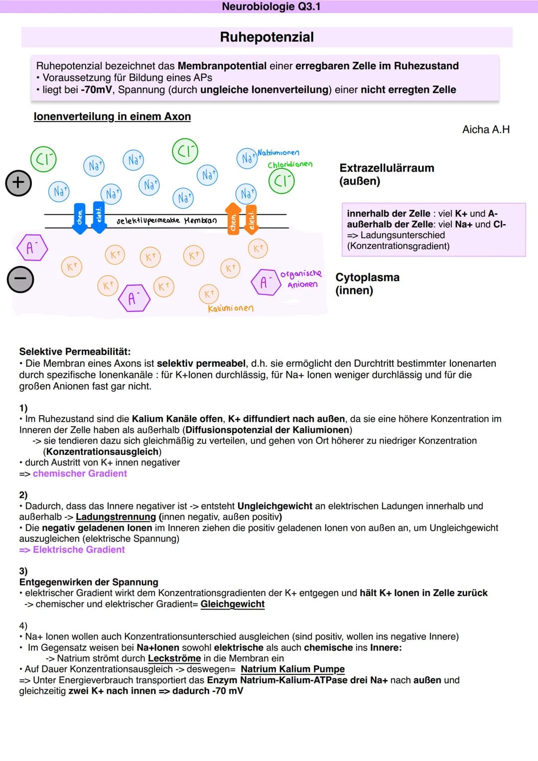 Q3.1 Neurobiologie
Aicha A.H DAS NEURON (NERVENZELLE)
Dentriten
Bau und Funktion der Nervenzelle
Soma
Zellkern
Schwann'sche Zelle
Muskel (-f