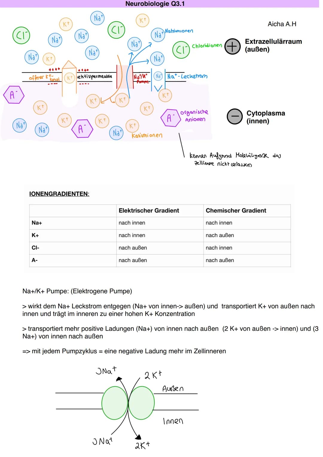 Q3.1 Neurobiologie
Aicha A.H DAS NEURON (NERVENZELLE)
Dentriten
Bau und Funktion der Nervenzelle
Soma
Zellkern
Schwann'sche Zelle
Muskel (-f