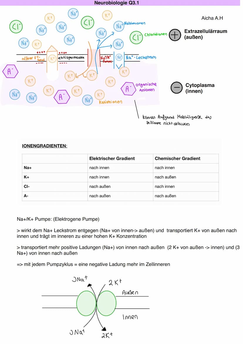 Q3.1 Neurobiologie
Aicha A.H DAS NEURON (NERVENZELLE)
Dentriten
Bau und Funktion der Nervenzelle
Soma
Zellkern
Schwann'sche Zelle
Muskel (-f