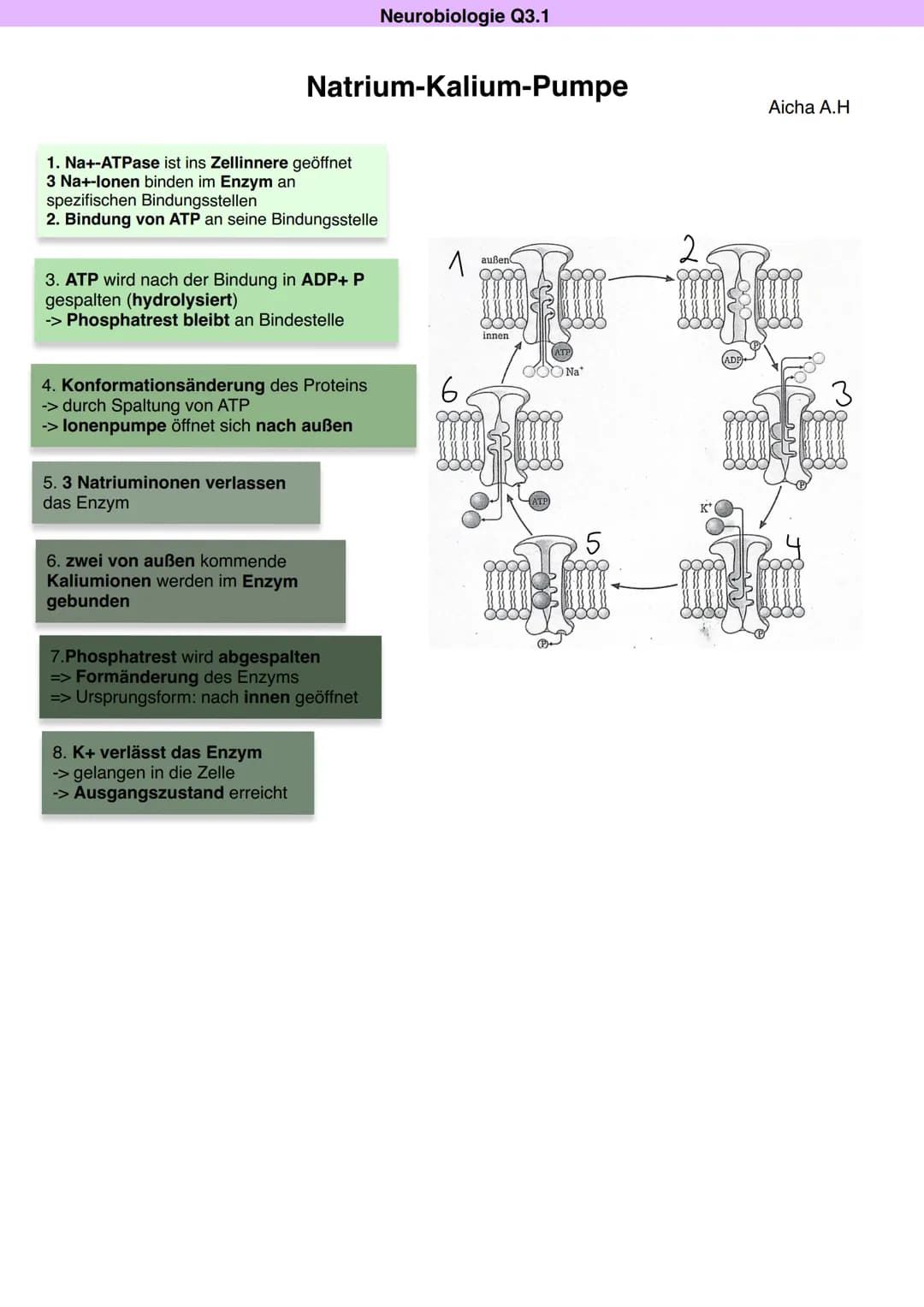 Q3.1 Neurobiologie
Aicha A.H DAS NEURON (NERVENZELLE)
Dentriten
Bau und Funktion der Nervenzelle
Soma
Zellkern
Schwann'sche Zelle
Muskel (-f