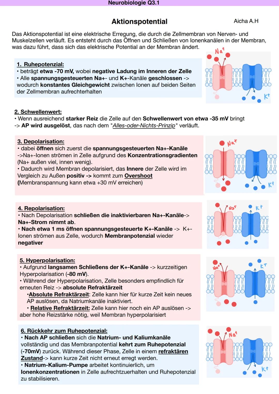 Q3.1 Neurobiologie
Aicha A.H DAS NEURON (NERVENZELLE)
Dentriten
Bau und Funktion der Nervenzelle
Soma
Zellkern
Schwann'sche Zelle
Muskel (-f