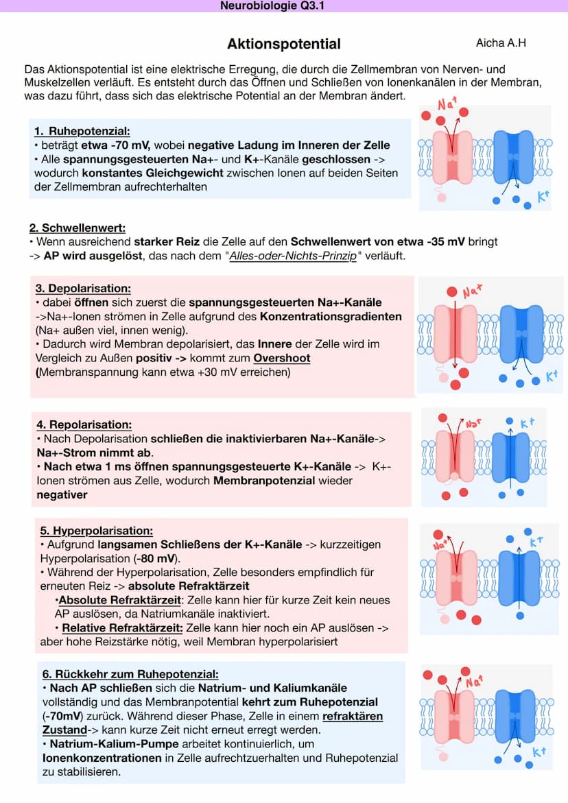 Q3.1 Neurobiologie
Aicha A.H DAS NEURON (NERVENZELLE)
Dentriten
Bau und Funktion der Nervenzelle
Soma
Zellkern
Schwann'sche Zelle
Muskel (-f