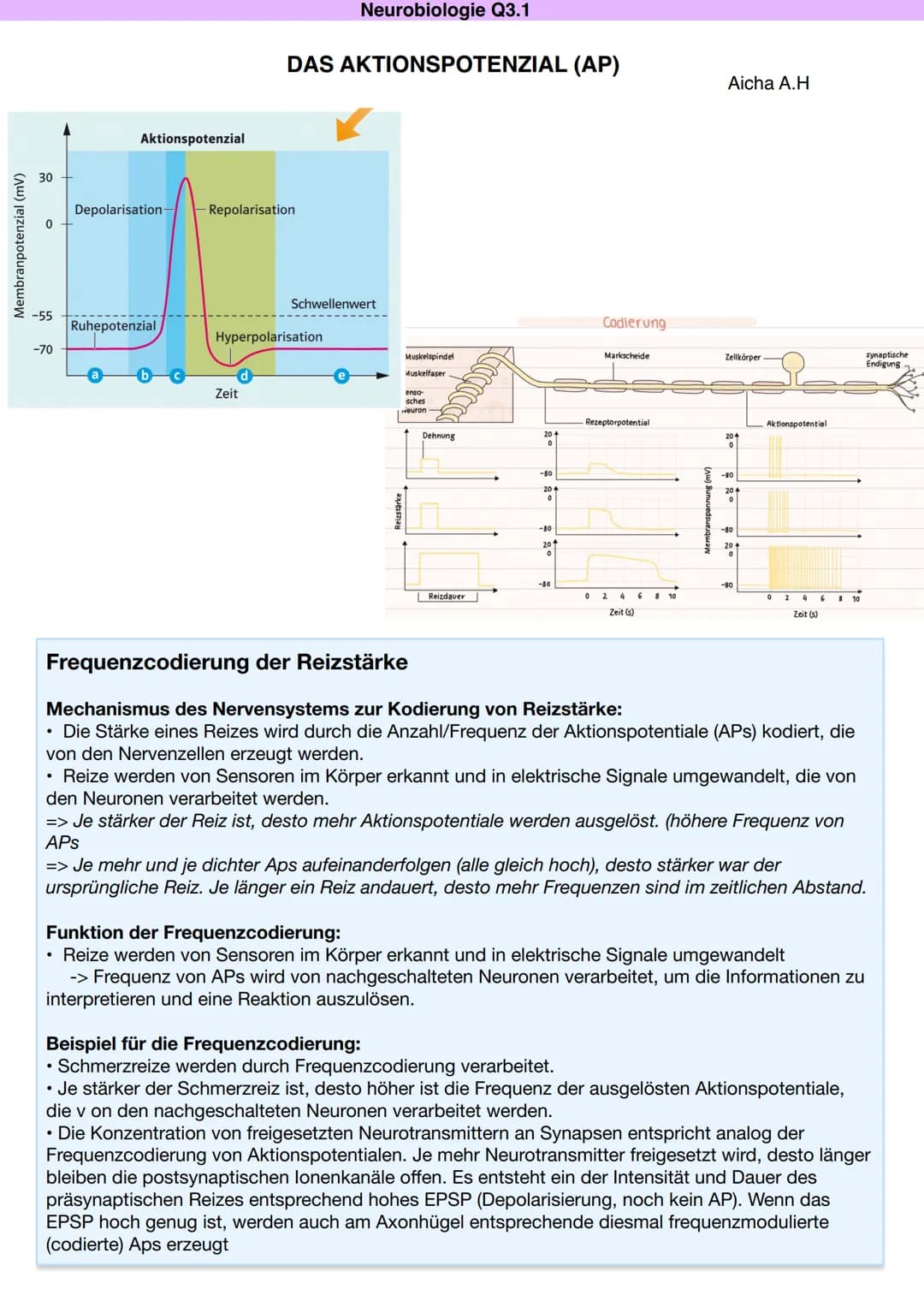 Q3.1 Neurobiologie
Aicha A.H DAS NEURON (NERVENZELLE)
Dentriten
Bau und Funktion der Nervenzelle
Soma
Zellkern
Schwann'sche Zelle
Muskel (-f