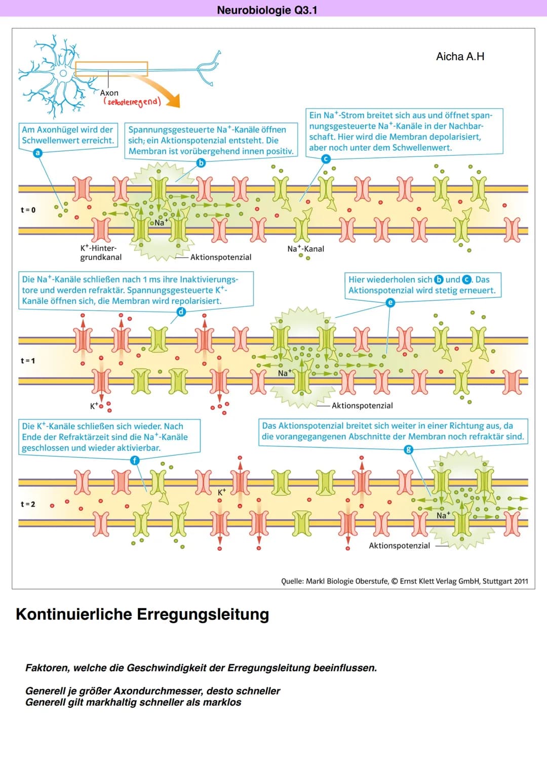 Q3.1 Neurobiologie
Aicha A.H DAS NEURON (NERVENZELLE)
Dentriten
Bau und Funktion der Nervenzelle
Soma
Zellkern
Schwann'sche Zelle
Muskel (-f