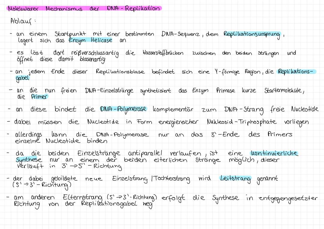 DNA-Replikation (Ablauf)