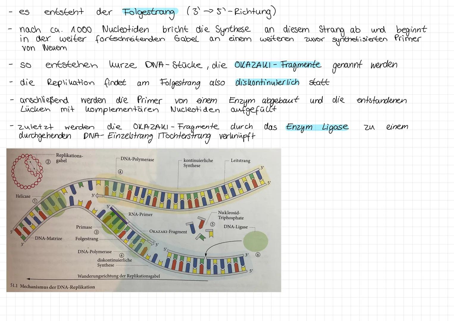 Molekularer Mechanismus der DNA - Replikation

Ablauf:

- an einem Startpunkt mit einer bestimmten DNA-Sequenz, dem Replikationsursprung,
la