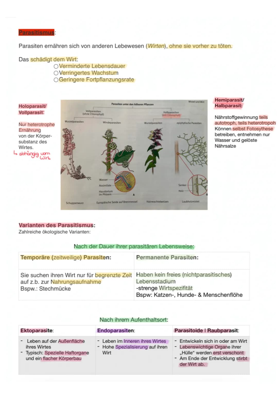 Parasitismus:
Parasiten ernähren sich von anderen Lebewesen (Wirten), ohne sie vorher zu töten.
Das schädigt dem Wirt:
Holoparasit/
Vollpara