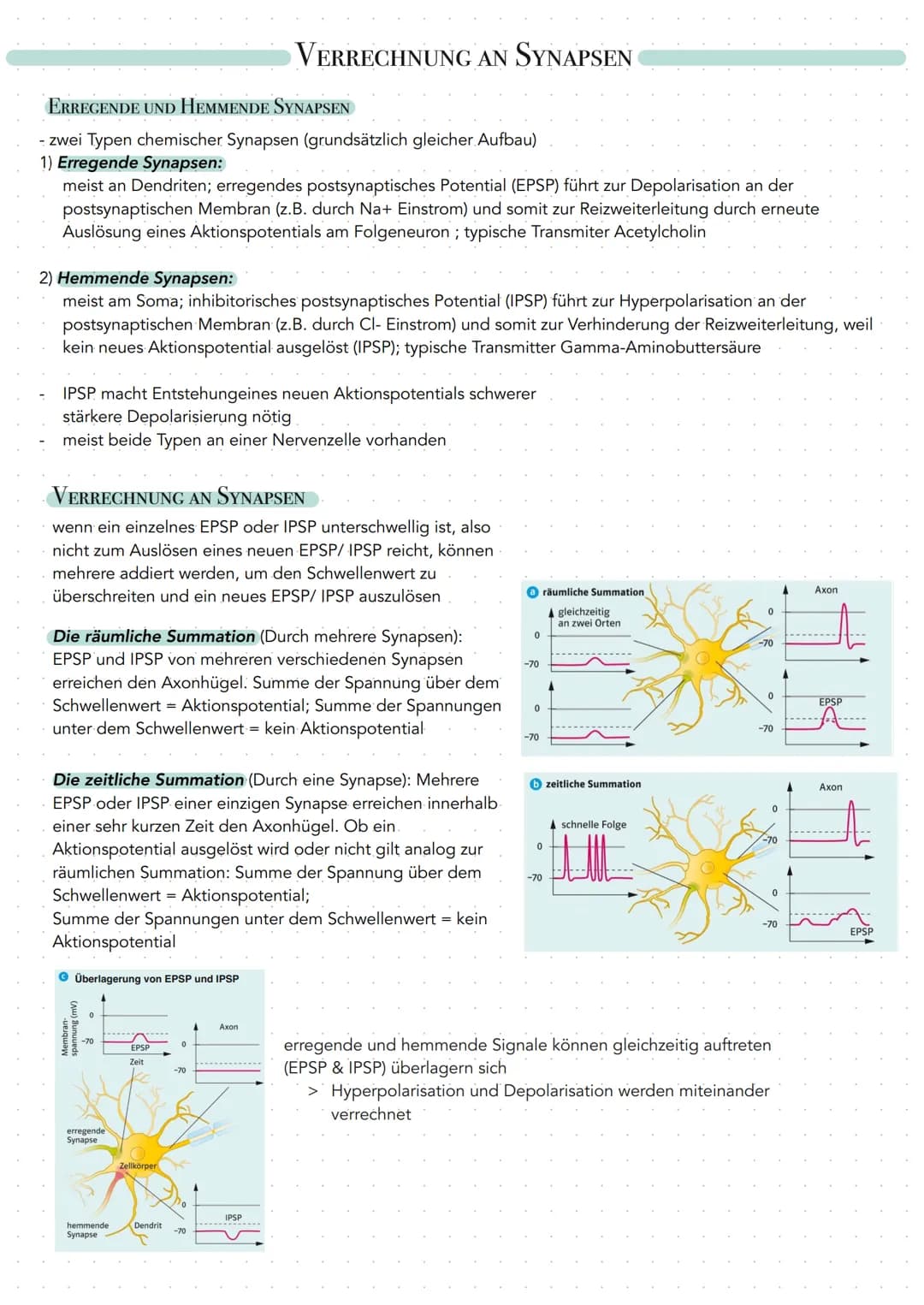 ERREGENDE UND HEMMENDE SYNAPSEN
- zwei Typen chemischer Synapsen (grundsätzlich gleicher Aufbau)
1) Erregende Synapsen:
meist an Dendriten; 