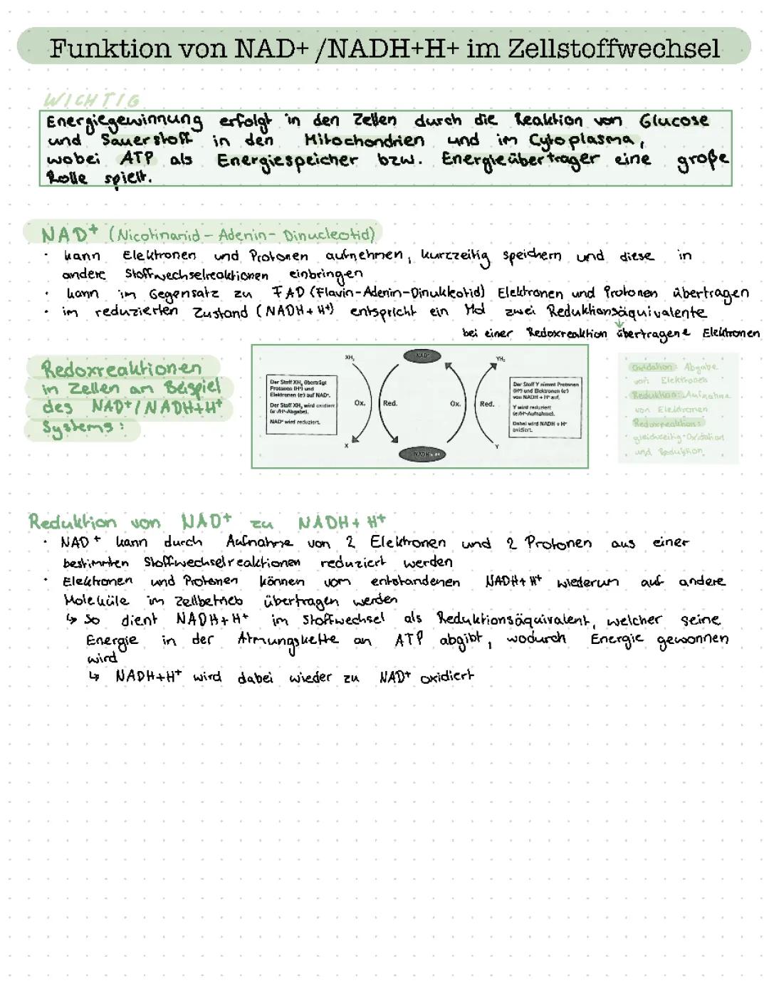 Fubktion von NAD+/NADH+H+ im Zellstoffwechsel