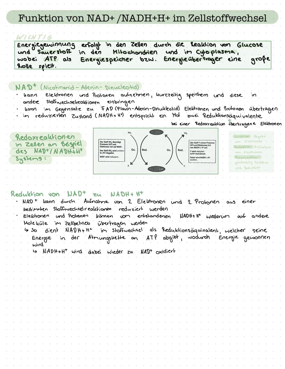 Funktion von NAD+ /NADH+H+ im Zellstoffwechsel
WICHTIG
Energiegewinnung erfolgt in den Zellen durch die Reaktion von Glucose
Sauerstoff in d