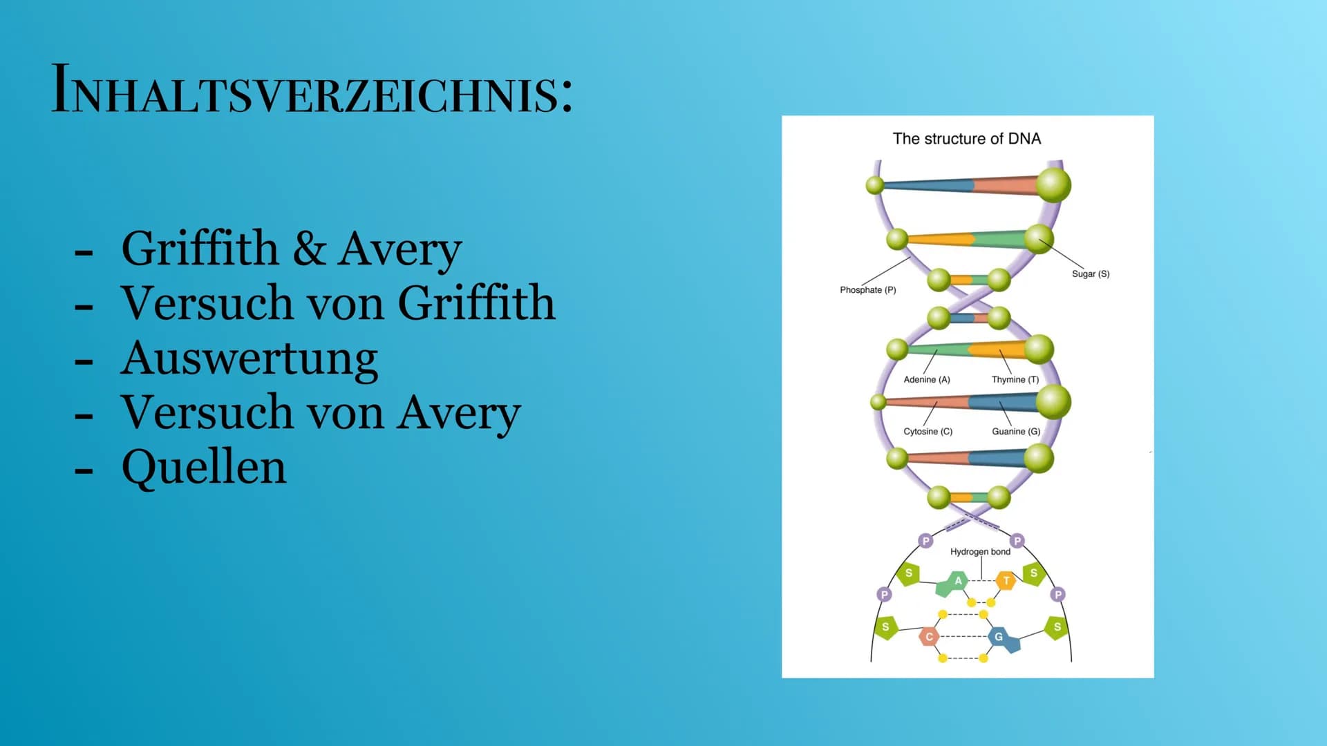 VERSUCHE VON AVERY & GRIFFITH
© Ra
VON: MELISA UND LINA INHALTSVERZEICHNIS:
Griffith & Avery
- Versuch von Griffith
· Auswertung
—
- Versuch