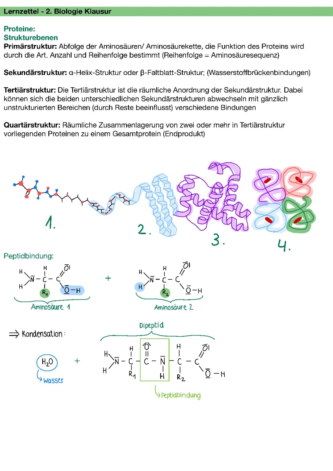 Lernzettel - Proteine und Enzyme 