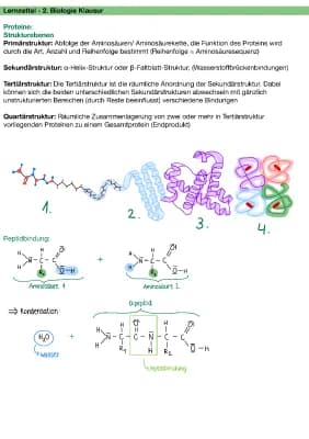 Know Lernzettel - Proteine und Enzyme  thumbnail