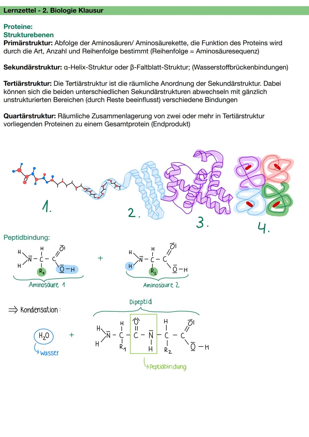 Lernzettel - 2. Biologie Klausur
Proteine:
Strukturebenen
Primärstruktur: Abfolge der Aminosäuren/ Aminosäurekette, die Funktion des Protein