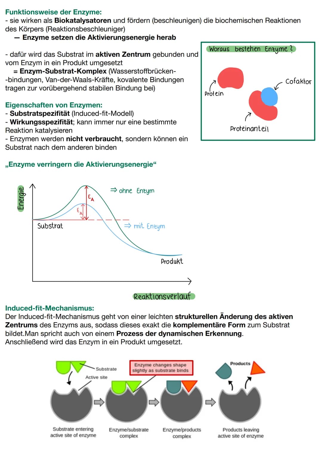Lernzettel - 2. Biologie Klausur
Proteine:
Strukturebenen
Primärstruktur: Abfolge der Aminosäuren/ Aminosäurekette, die Funktion des Protein