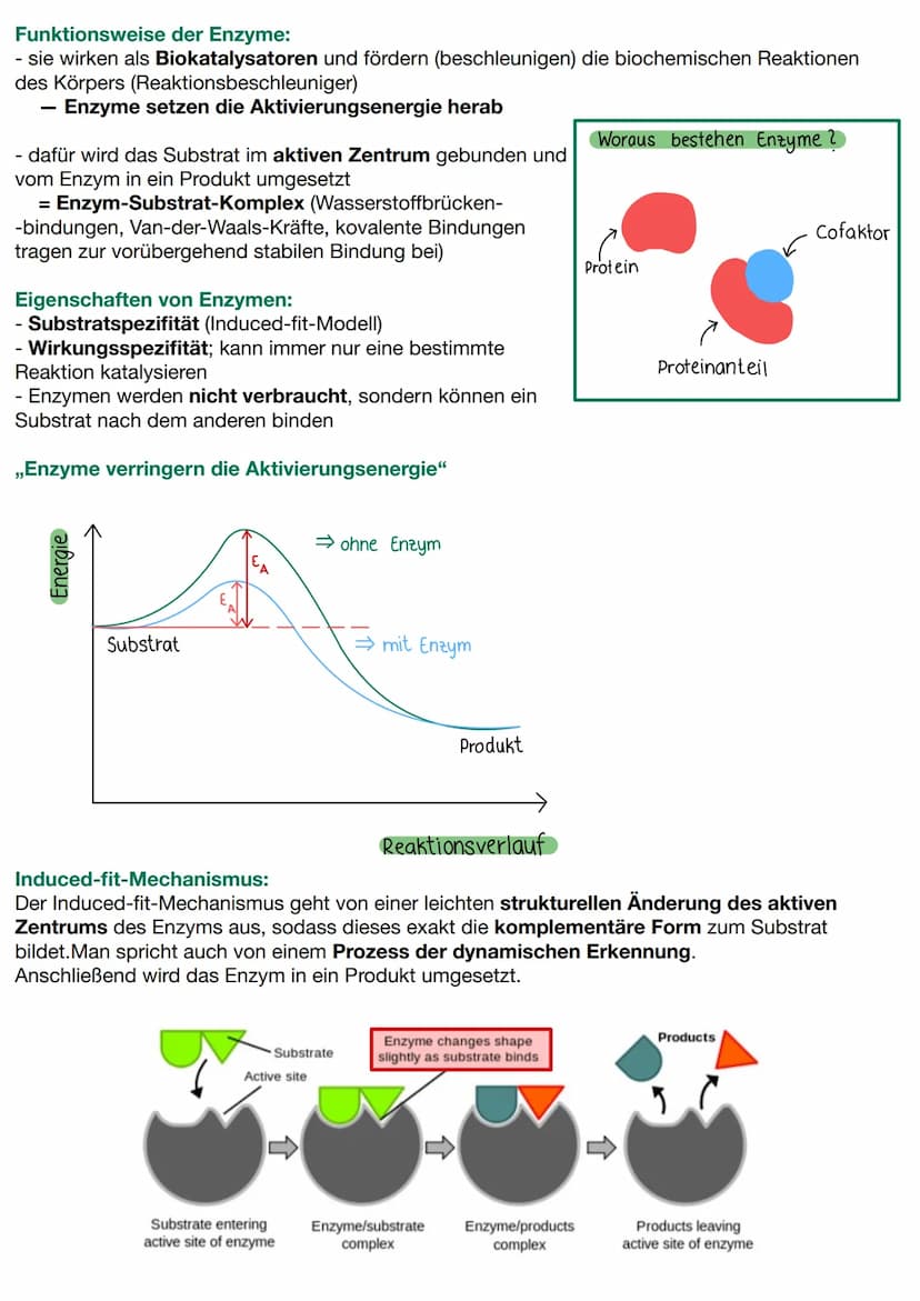 Lernzettel - 2. Biologie Klausur
Proteine:
Strukturebenen
Primärstruktur: Abfolge der Aminosäuren/ Aminosäurekette, die Funktion des Protein