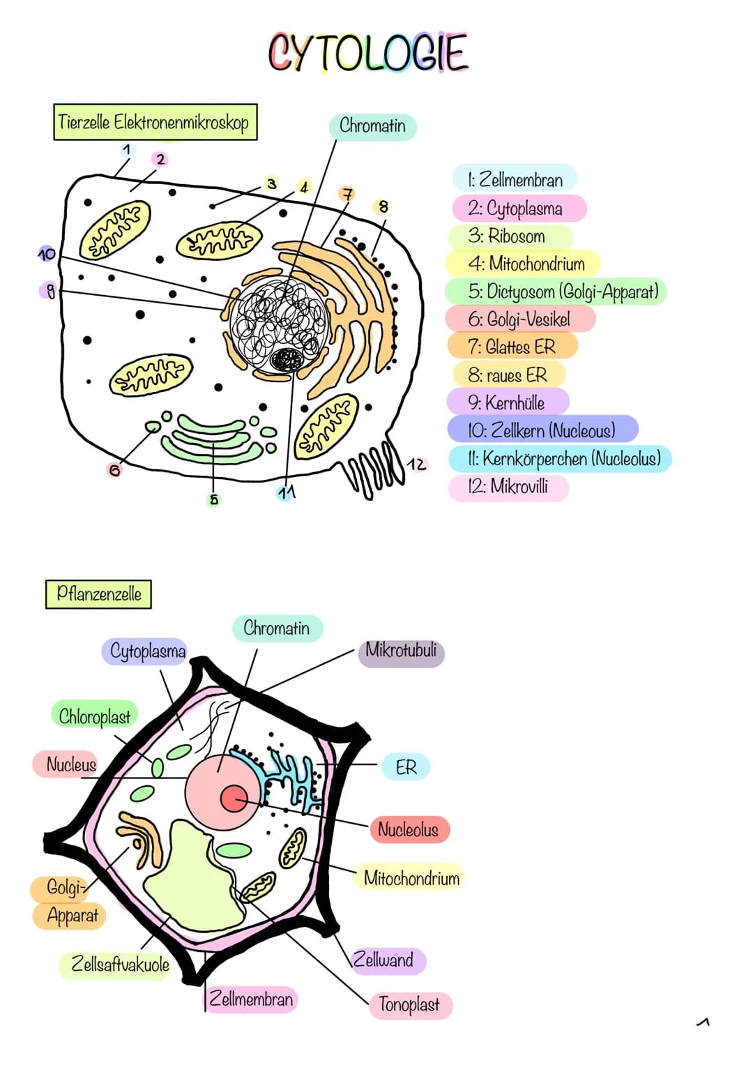 g
Tierzelle Elektronenmikroskop
Pflanzenzelle
1
Nucleus
Chloroplast
Golgi-
Apparat
2
Cytoplasma
invi
Zellsaftvakuole
CYTOLOGIE
3
11
4
Zellme