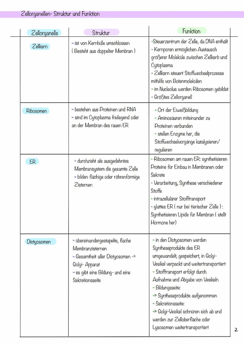 g
Tierzelle Elektronenmikroskop
Pflanzenzelle
1
Nucleus
Chloroplast
Golgi-
Apparat
2
Cytoplasma
invi
Zellsaftvakuole
CYTOLOGIE
3
11
4
Zellme