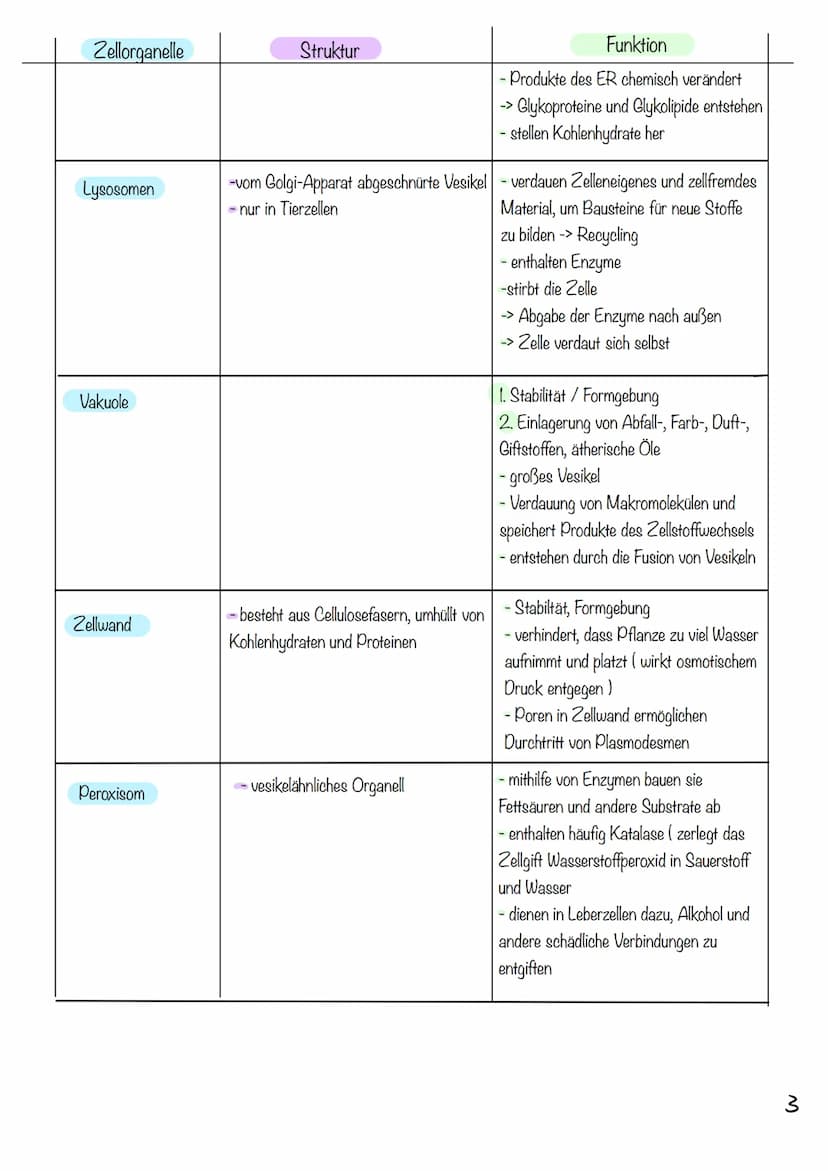 g
Tierzelle Elektronenmikroskop
Pflanzenzelle
1
Nucleus
Chloroplast
Golgi-
Apparat
2
Cytoplasma
invi
Zellsaftvakuole
CYTOLOGIE
3
11
4
Zellme