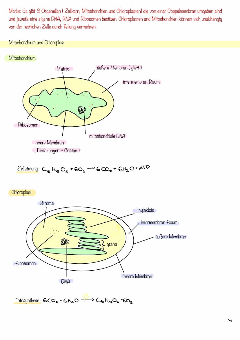 g
Tierzelle Elektronenmikroskop
Pflanzenzelle
1
Nucleus
Chloroplast
Golgi-
Apparat
2
Cytoplasma
invi
Zellsaftvakuole
CYTOLOGIE
3
11
4
Zellme