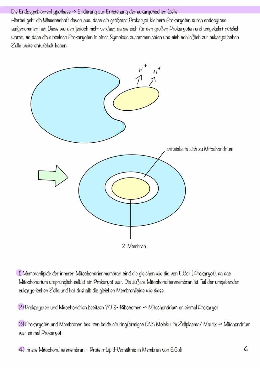 g
Tierzelle Elektronenmikroskop
Pflanzenzelle
1
Nucleus
Chloroplast
Golgi-
Apparat
2
Cytoplasma
invi
Zellsaftvakuole
CYTOLOGIE
3
11
4
Zellme