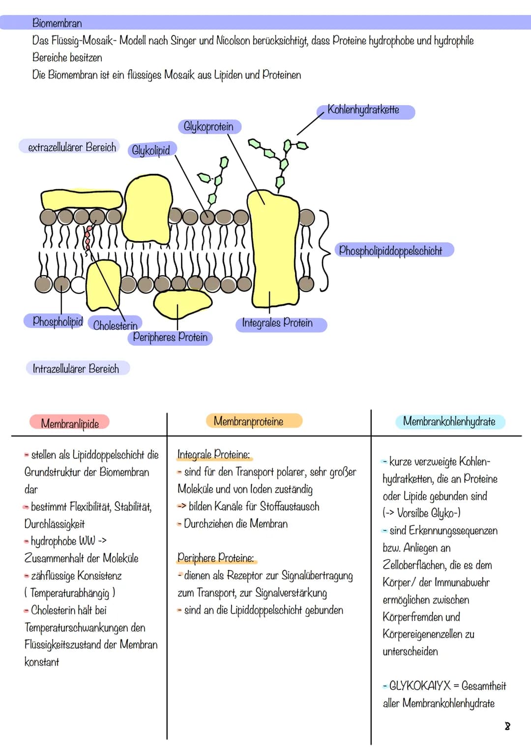 g
Tierzelle Elektronenmikroskop
Pflanzenzelle
1
Nucleus
Chloroplast
Golgi-
Apparat
2
Cytoplasma
invi
Zellsaftvakuole
CYTOLOGIE
3
11
4
Zellme