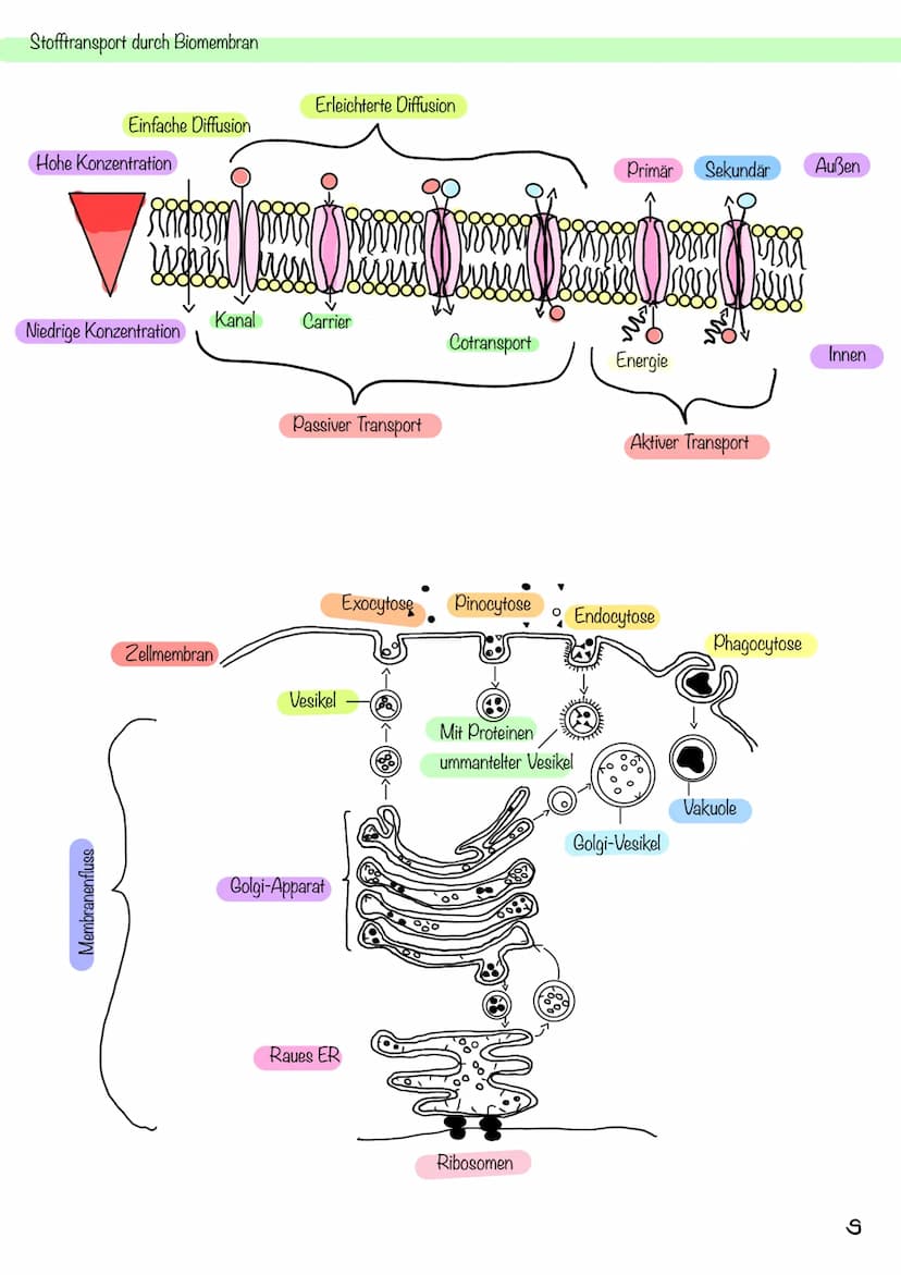 g
Tierzelle Elektronenmikroskop
Pflanzenzelle
1
Nucleus
Chloroplast
Golgi-
Apparat
2
Cytoplasma
invi
Zellsaftvakuole
CYTOLOGIE
3
11
4
Zellme