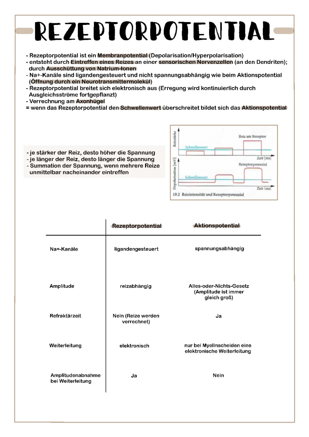Informationsaufnahme und Rezeptorpotential