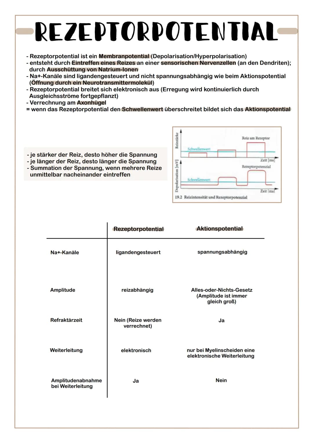 INFORMATIONSAUFNAHME
Sinneszellen - Rezeptorpotential
- Sinnesorgan: gleichartige Sinneszellen mit nicht-neuronalen Geweben zusammengefasst 