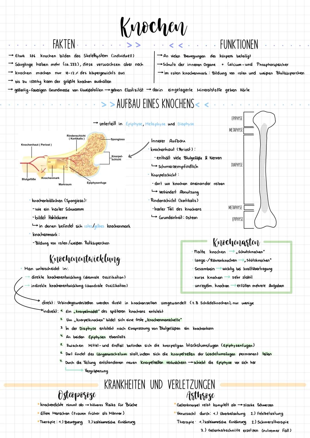 .
-
FAKTEN
Etwa 206 knochen bilden das Skelettsystem (individuell)
Säuglinge haben mehr (ca. 233), diese verwachsen aber noch
knochen machen