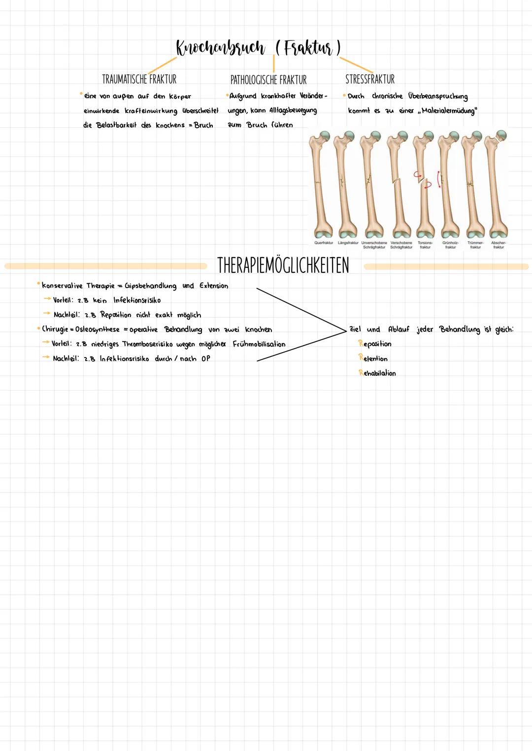 .
-
FAKTEN
Etwa 206 knochen bilden das Skelettsystem (individuell)
Säuglinge haben mehr (ca. 233), diese verwachsen aber noch
knochen machen
