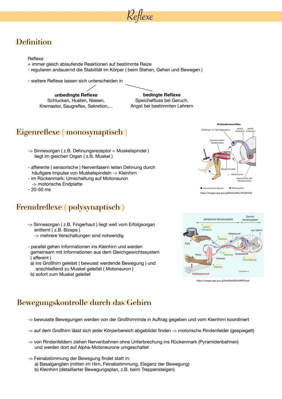 Definition
Reflexe
Reflexe
= immer gleich ablaufende Reaktionen auf bestimmte Reize
- regulieren andauernd die Stabilität im Körper (beim St