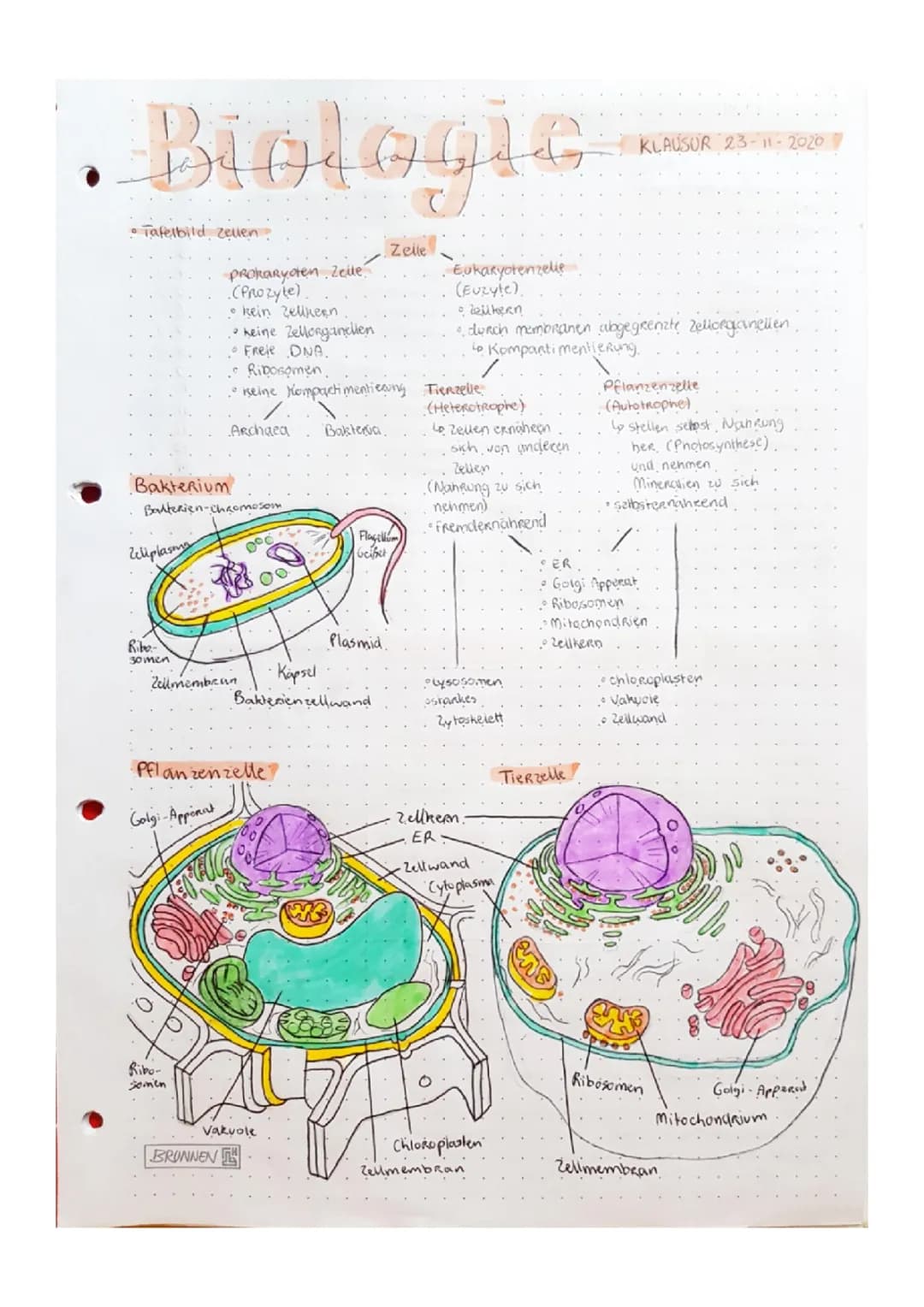 Zellbiologie: Unterschiede Tier- und Pflanzenzelle, Aufbau und Klausurvorbereitung