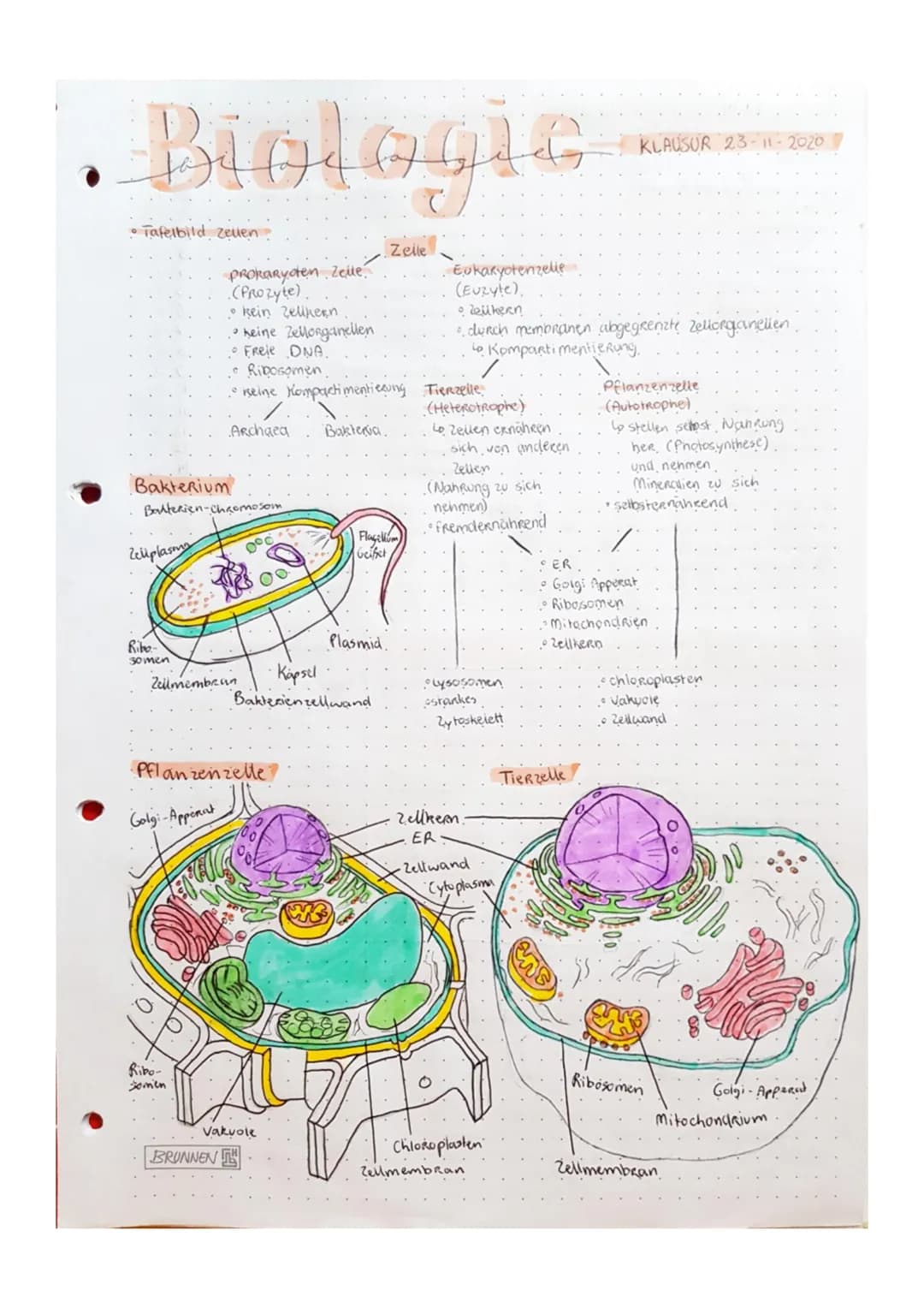 Biologic
• Tafelbild zellen.
Bakterium
Zeuplasm
Ribo-
somen
Bakterien-Chromosom
Prokaryoten Zelle.
.(PROZyte).
Golgi-Appenat
• kein Zelikern