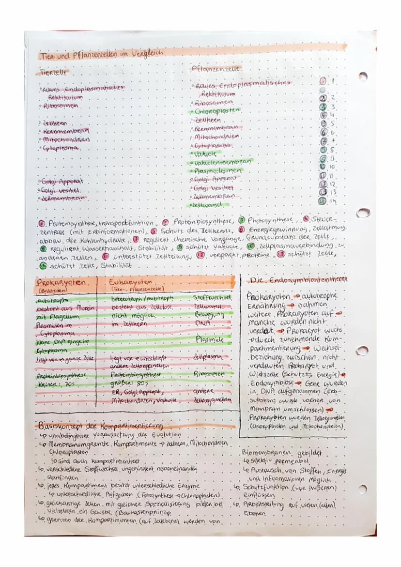 Biologic
• Tafelbild zellen.
Bakterium
Zeuplasm
Ribo-
somen
Bakterien-Chromosom
Prokaryoten Zelle.
.(PROZyte).
Golgi-Appenat
• kein Zelikern