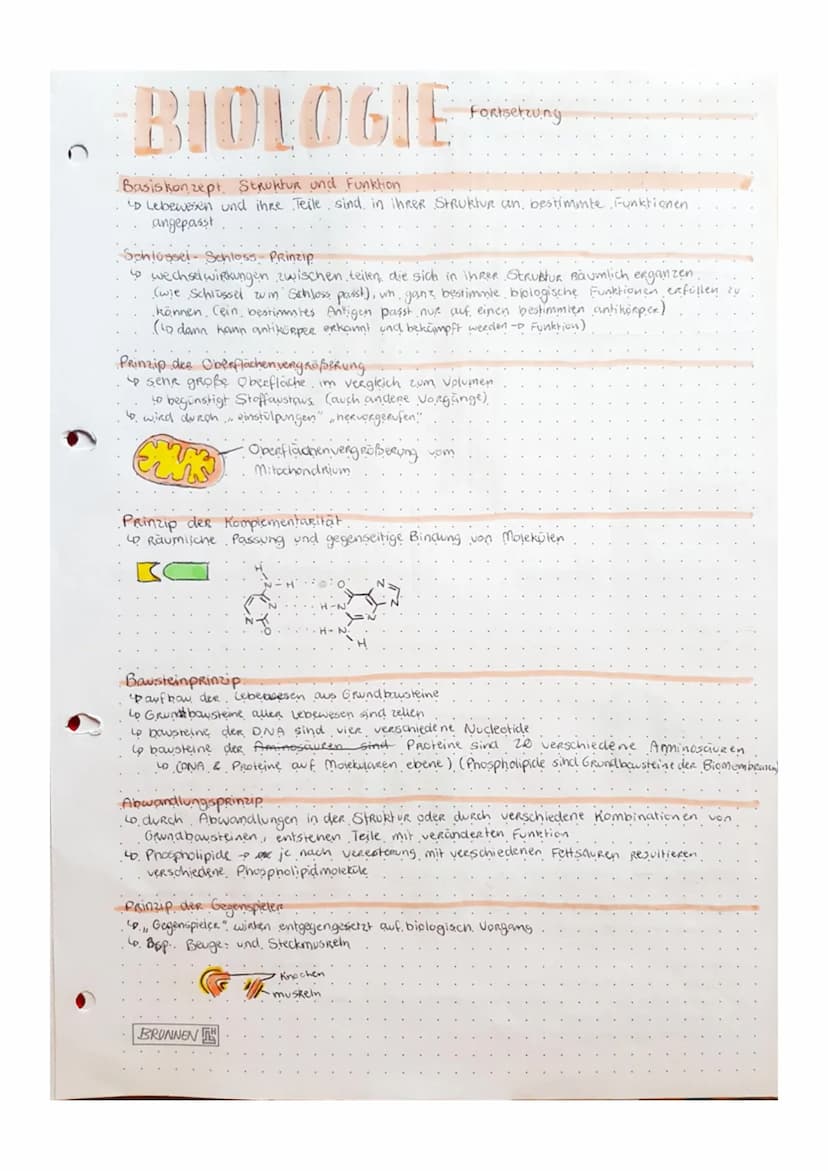 Biologic
• Tafelbild zellen.
Bakterium
Zeuplasm
Ribo-
somen
Bakterien-Chromosom
Prokaryoten Zelle.
.(PROZyte).
Golgi-Appenat
• kein Zelikern