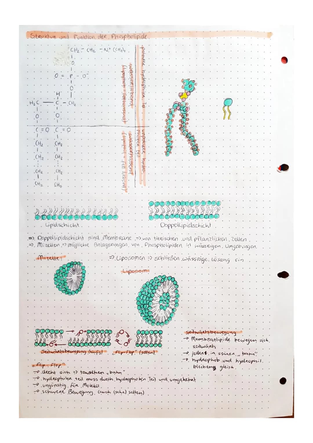 Biologic
• Tafelbild zellen.
Bakterium
Zeuplasm
Ribo-
somen
Bakterien-Chromosom
Prokaryoten Zelle.
.(PROZyte).
Golgi-Appenat
• kein Zelikern