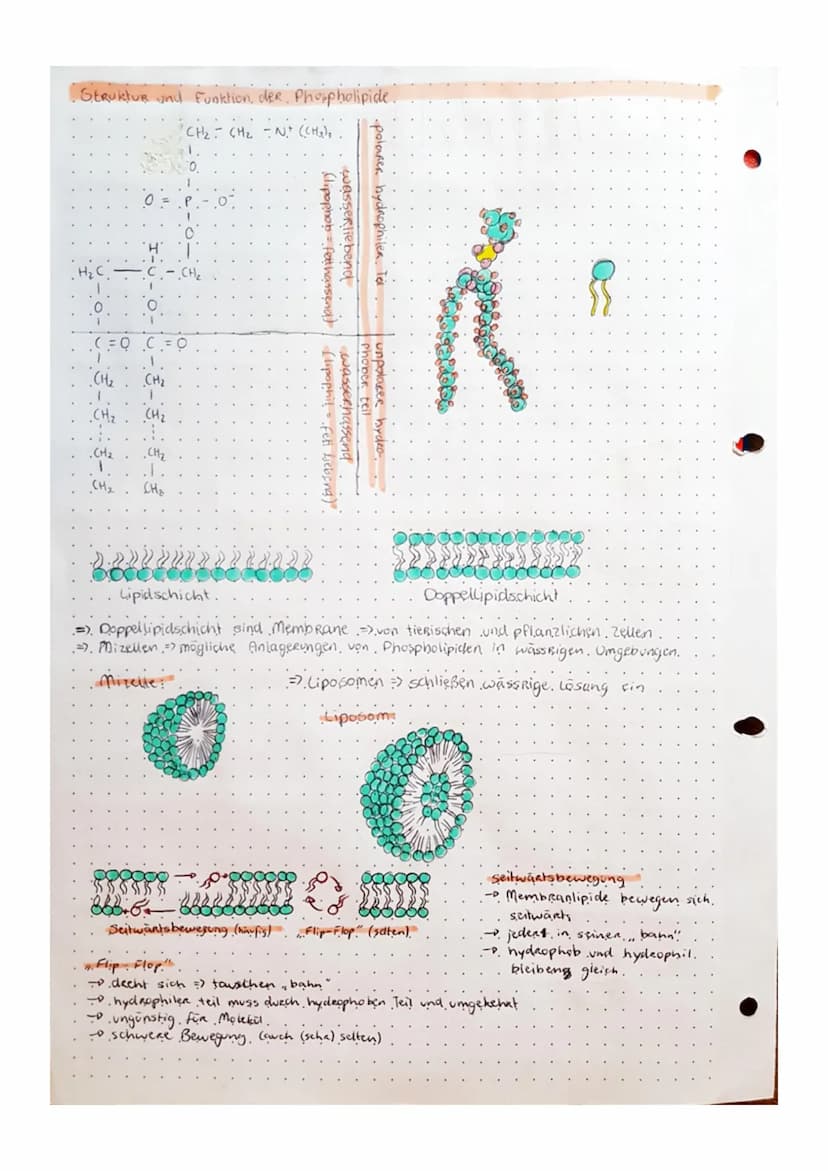 Biologic
• Tafelbild zellen.
Bakterium
Zeuplasm
Ribo-
somen
Bakterien-Chromosom
Prokaryoten Zelle.
.(PROZyte).
Golgi-Appenat
• kein Zelikern