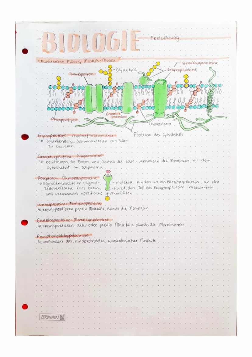Biologic
• Tafelbild zellen.
Bakterium
Zeuplasm
Ribo-
somen
Bakterien-Chromosom
Prokaryoten Zelle.
.(PROZyte).
Golgi-Appenat
• kein Zelikern