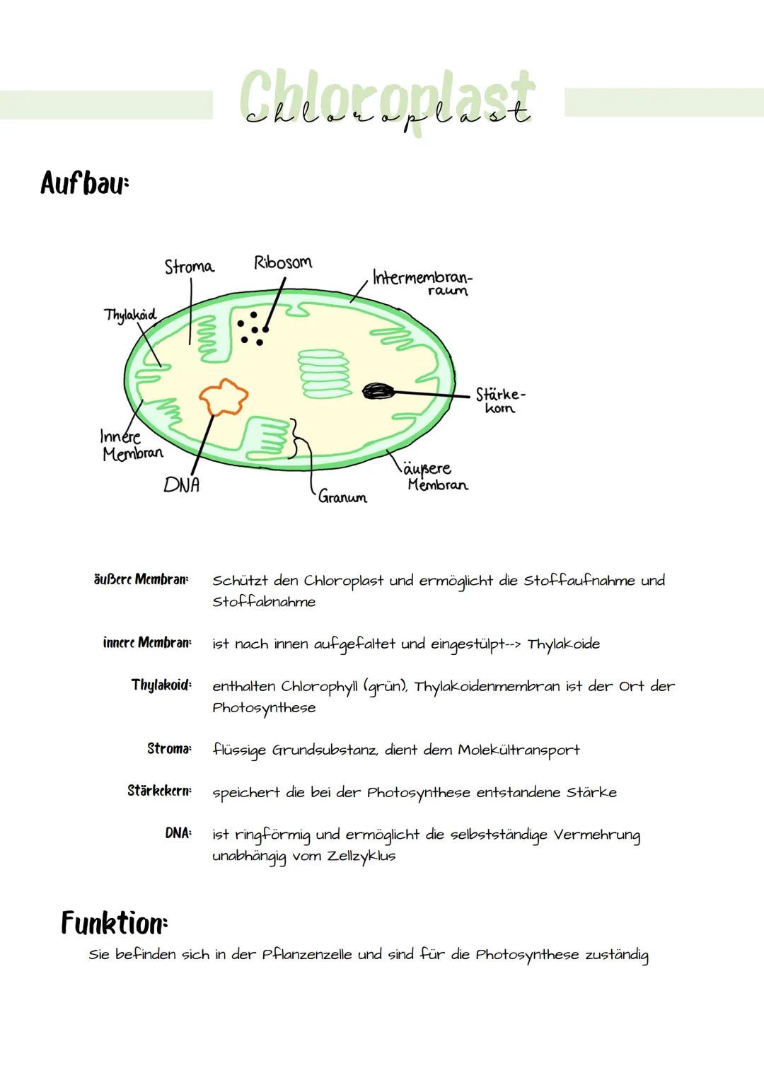 Aufbau:
Thylakoid
Innere
Membran
Stroma Ribosom
DNA
äußere Membran:
innere Membran:
Thylakoid:
www
Stärkekern:
Chloroplast
DNA:
3
Granum
Int