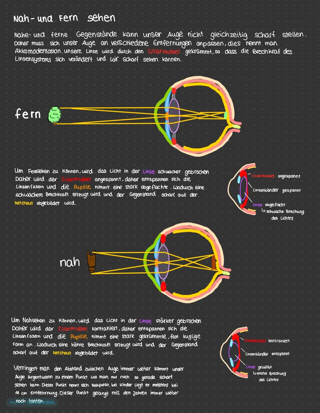 Ziyi ar körper
Hornhaut
Linse
Pupille.
Regenbogen -
haut
Augenkammern
DAS AUGE
Made with Goodnotes.
Glaskörper
Aufbau und Funktion
Aderhaut

